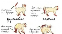 Како да ја смири агресивната мачка или мачка